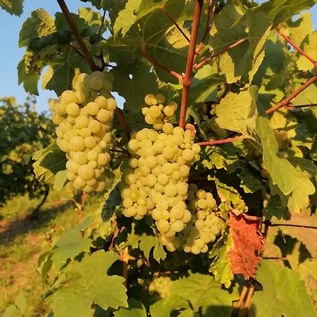 Moselhotel Weinhaus Simon 'sauna'restaurant'eladesaeule