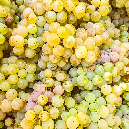 Moselhotel Weinhaus Simon 'sauna'restaurant'eladesaeule 3* Wintrich