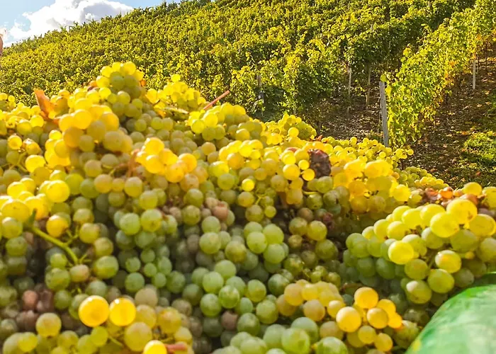 Moselhotel Weinhaus Simon 'sauna'restaurant'eladesaeule Wintrich