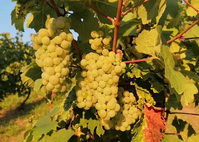 Moselhotel Weinhaus Simon